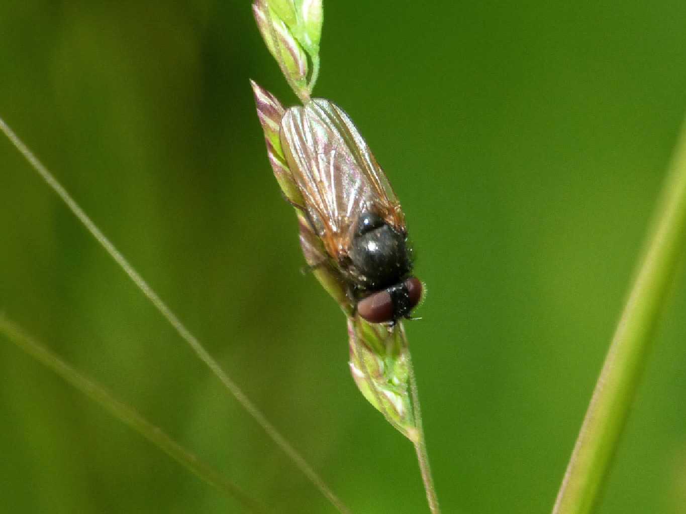 Ditterino nero: Lonchaeidae - Caffarella (RM)